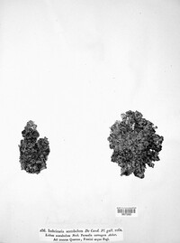 Pleurosticta acetabulum image